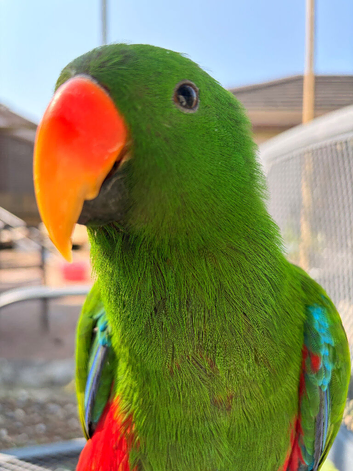 Young Male Eclectus