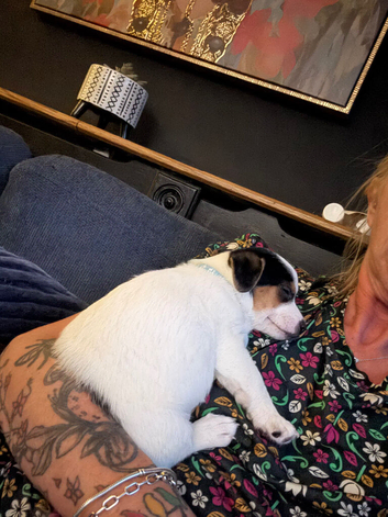 Jack Russell pupies