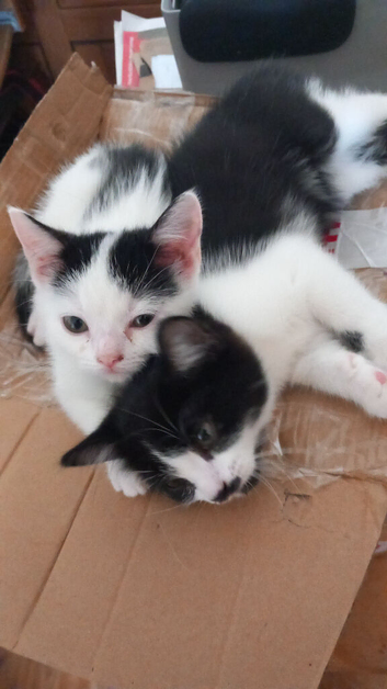 Persian mix kittens