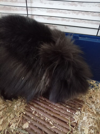 Rabbit needs home