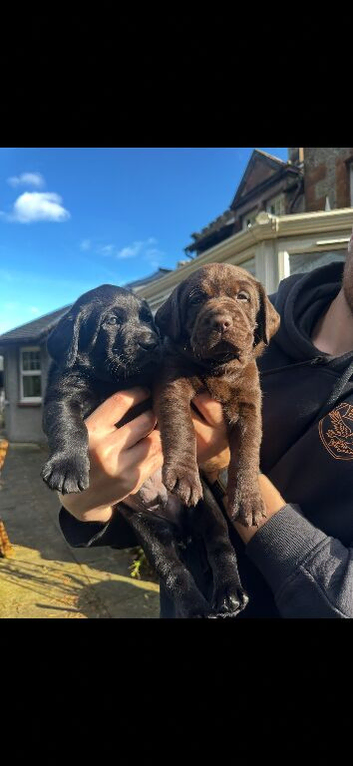 KC REGISTERED LABRADOR PUPPIES FOR SALE