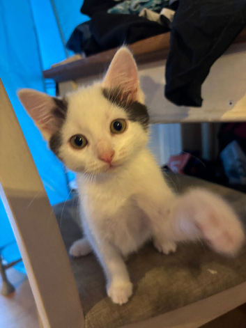 Kittens for sale