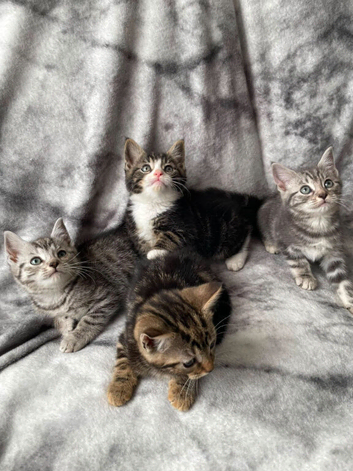 Beautiful kittens looking for their forever home