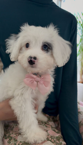 Sweet Unique Cockapoo Puppy Seeking Loving Forever Home