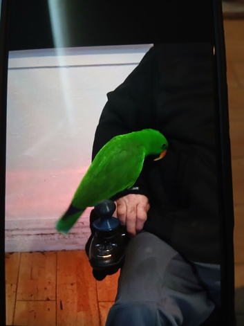 Eleticus parrot