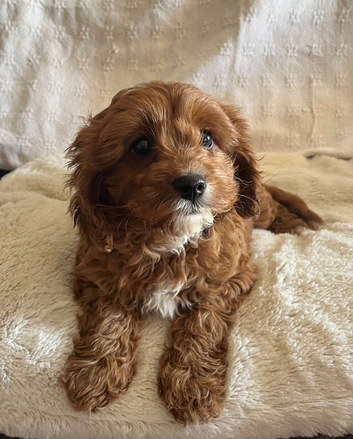 Cavapoo girl puppy