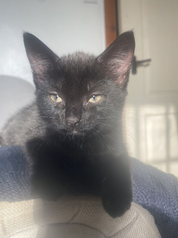 Lovley kittens looking for a new home