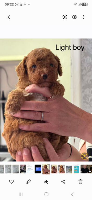 Stunning red toy poodle puppies