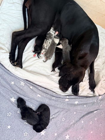 EXCEPTIONAL GREAT DANE PUPPIES &ndash; CHAMPIONSHIP BLOODLINES