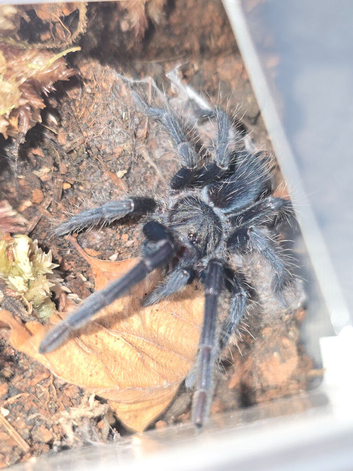 Phormictopus Dom purple juvenile female tarantula