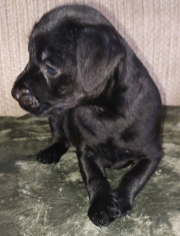 Beautiful patterdales.