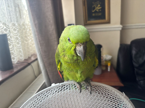 yellow naped amazon baby 1 left
