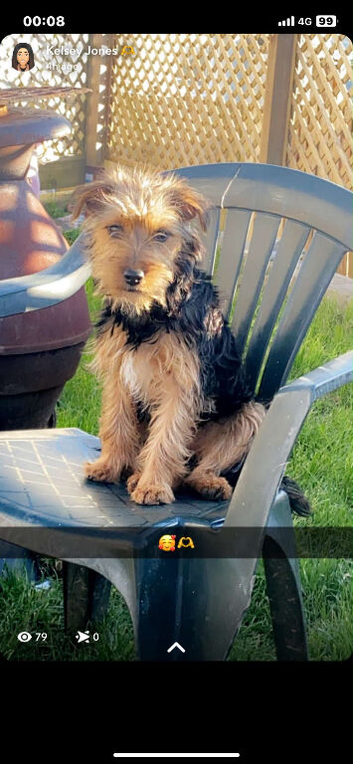 Lakeland x Patterdale.