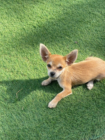 Chihuahua toy Apple ad Boy Puppy