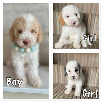 Beautiful Cavapoo pups Ready Now