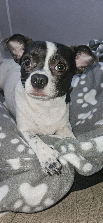 Chihuahua Dog