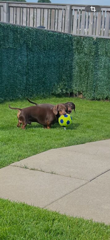 Brothers dachshunds