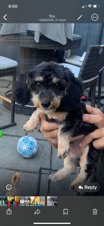 Multipoo cross with dachshund