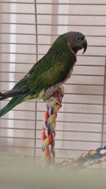 Derbyan parrot