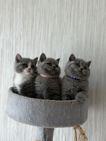 Beautiful British Shorthair Kittens