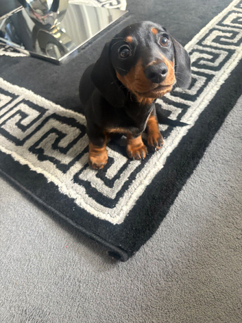 Miniature dachshund