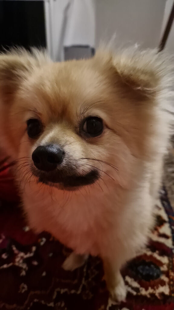 Pom