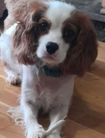 Cavalier king charles spainel