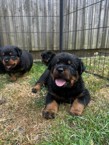 5 generation Rottweiler puppies