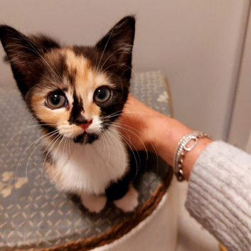 Female Girl Kitten Black Ginger White Calico multi colour