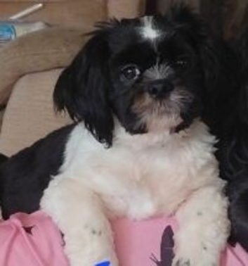 1 male Shih tzu puppy left for sale, (REDUCED)