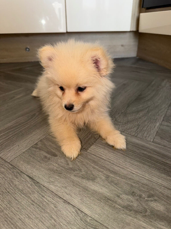 Pomeranian puppies