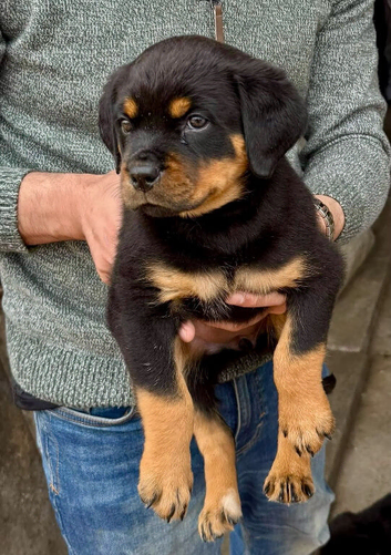 Rottweiler