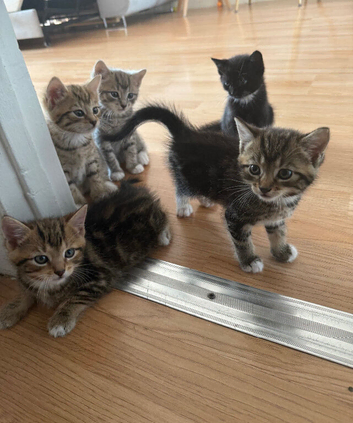 Gorgeous tabby kittens ready for reservation!