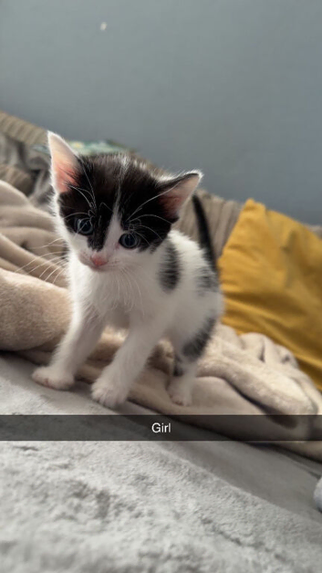 5 weeks old kittens ready for a new home
