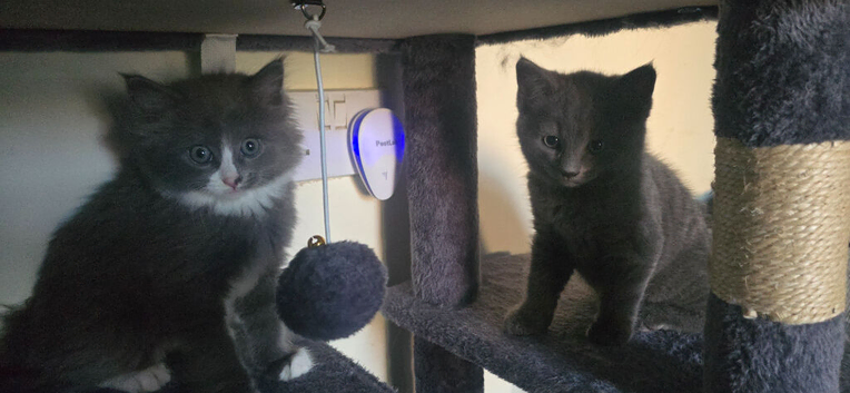 Stunning kittens need new homes