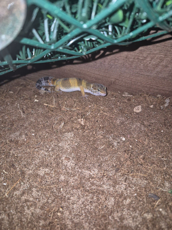Young leopard gecko