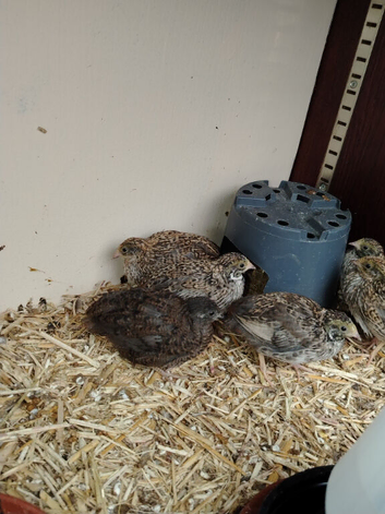 Young Chinese/button quail