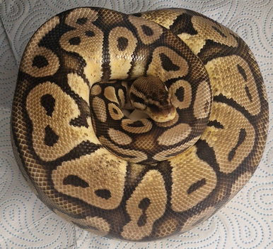 Various royal morphs available