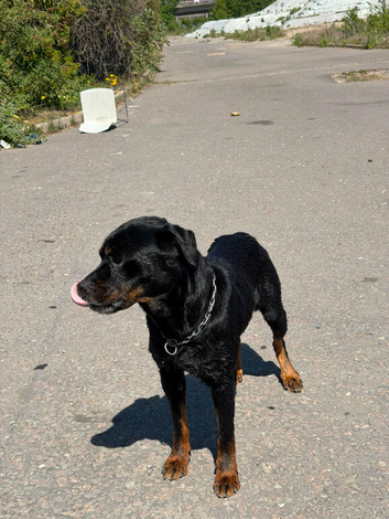 Rehome my dog