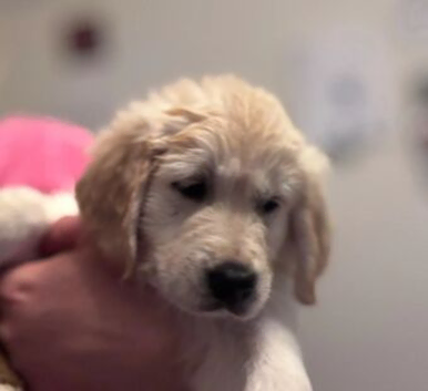 GORGEOUS GOLDEN RETRIEVER PUPPIES READY FOR LOVING HOMES
