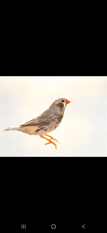 ZEBRA MUTATION FINCHES