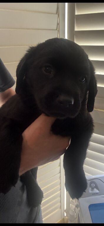 Labrador x Rottweiler