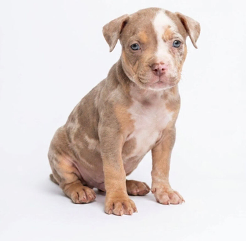 Puppies for sale