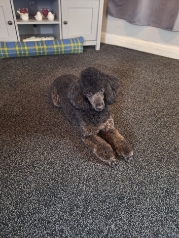 Toy poodle cross bull terrier