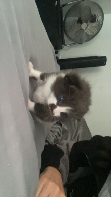 Beautiful boy kitten
