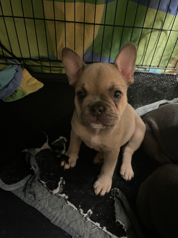 Frenchbulldog puppy