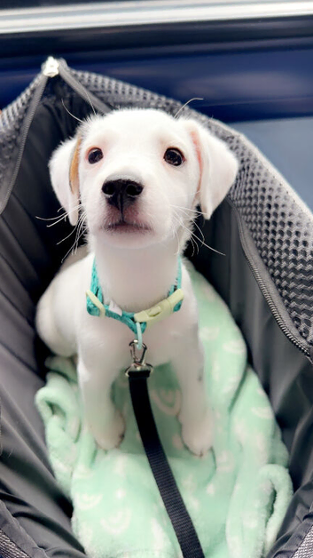 13 weeks old