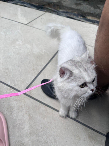 Purebred scottish fold
