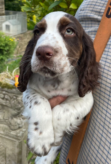 Beautiful cocker puppies , health tested parents