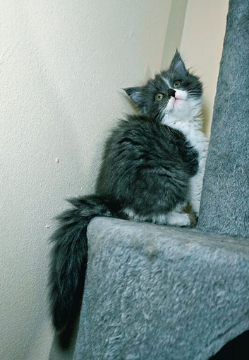 Maine coon